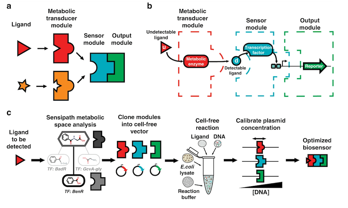 Fig.1 - Cell-free biosensor 概要 (Peter L. Voyvodic et al. 2019より引用)