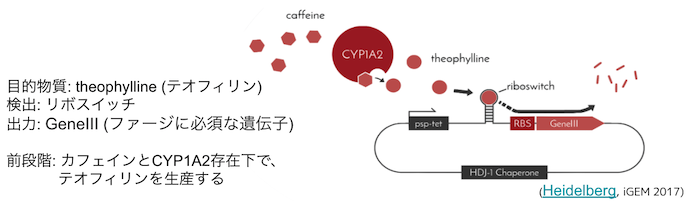 Fig.5 - リボスイッチ 例 (iGEM Heidelberg 2017より引用)