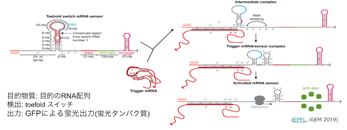 Fig.6 - toefold スイッチ 例 (iGEM EPFL 2019より引用)